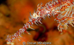 Ghostpipefish portrait by Oscar Miralpeix 